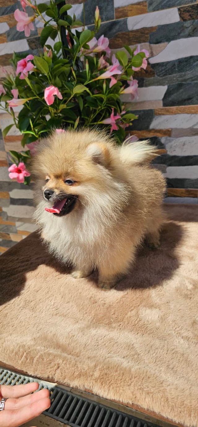 Lulu da Pomerânia