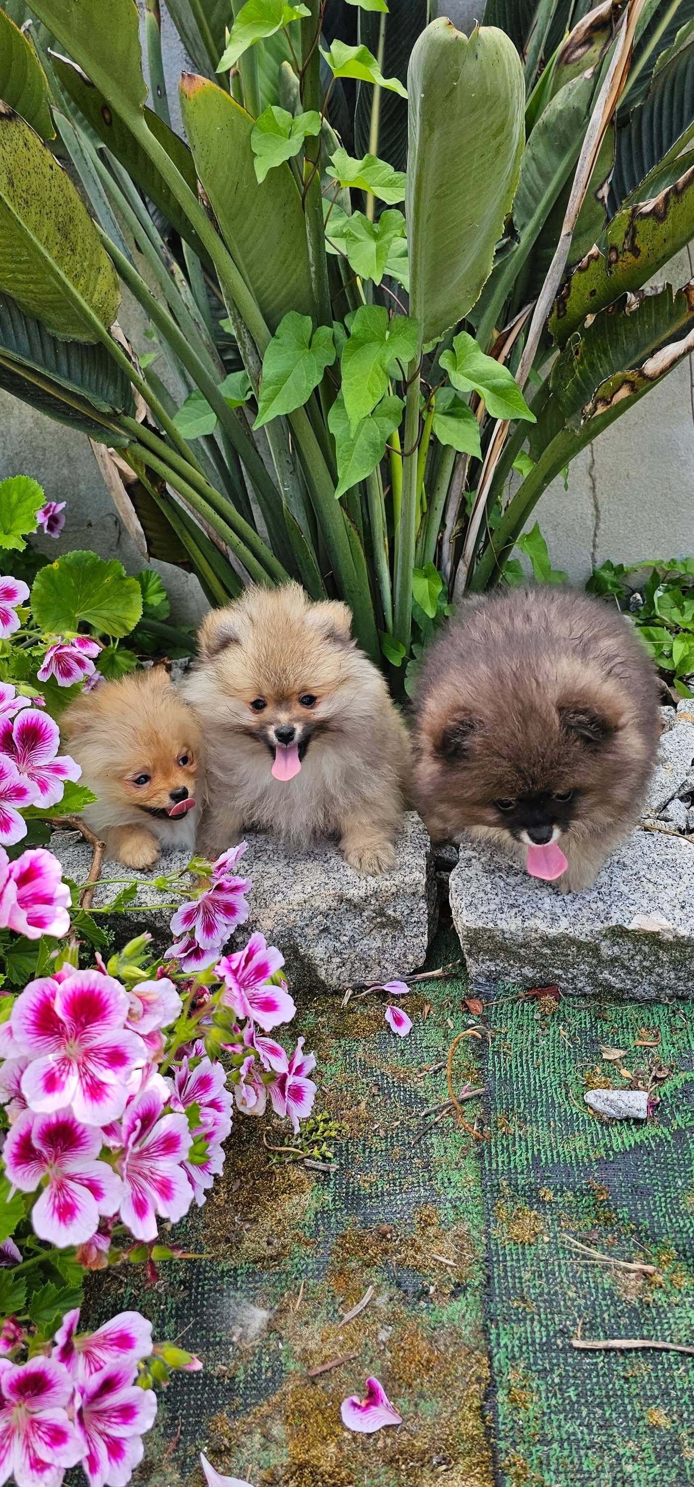Três filhotes no jardim