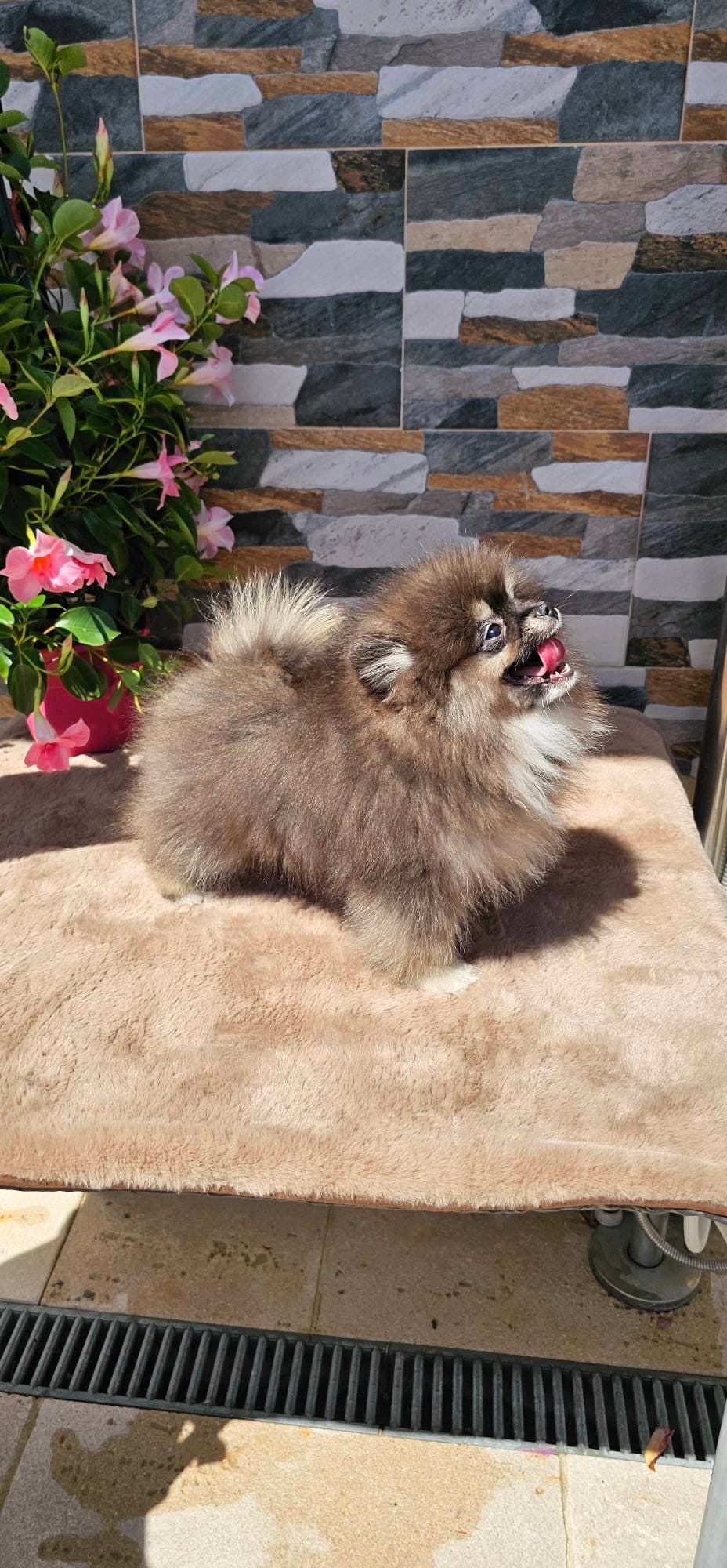 Lulu da Pomerânia wolf sable