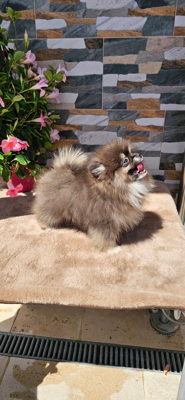 Lulu da Pomerânia