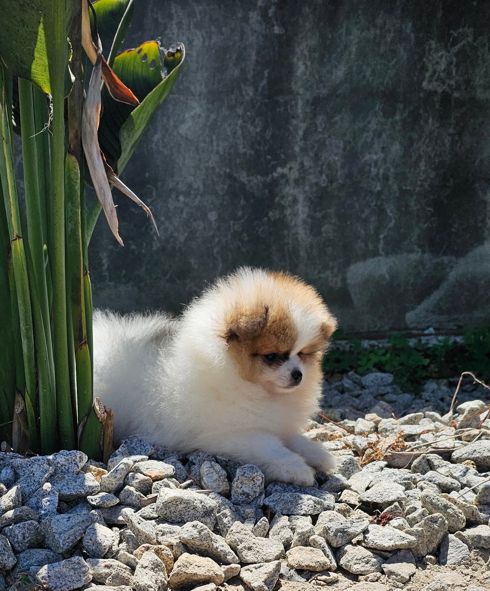 Lulu da Pomerânia